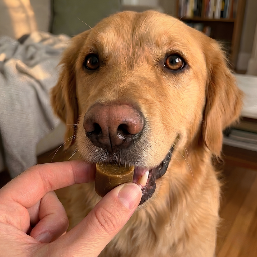 PRACTS Dog Allergy & Immune Supplements-NO